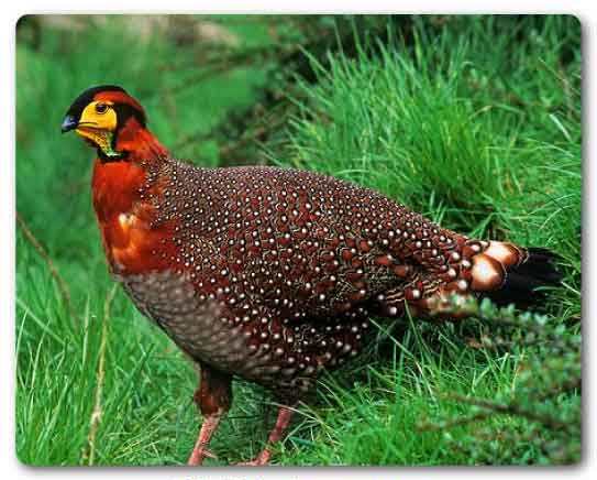  Nagaland State bird, Blyth's tragopan, Tragopan blythii